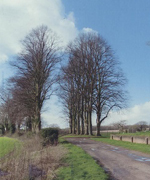 Farley Chamberlayne Avenue of Limes trees cChisholm, 2014
